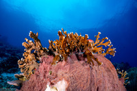 Millepora sp.1 (Encrusting Fire Coral)