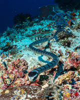 Laticauda colubrina (Banded Sea Krait)