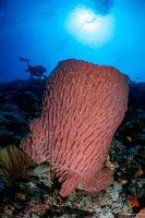 Xestospongia testudinaria (Barrel Sponge)