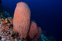 Xestospongia testudinaria (Barrel Sponge)