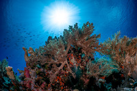 Litophyton arboreum (Litophyton Arboreum)