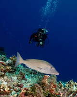 Lethrinus olivaceus (Longface Emperor)