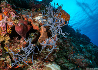 Callyspongia biru (Callyspongia Biru)