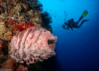 Xestospongia testudinaria (Barrel Sponge)
