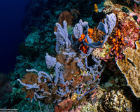 Callyspongia biru (Callyspongia Biru)