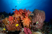 Dendronephthya sp.1 (Dendronephthya)