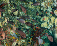 Acanthurus mata (Yellowmask Surgeonfish)