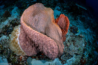 Xestospongia testudinaria (Barrel Sponge)