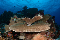 Acropora cytherea (Table Coral)