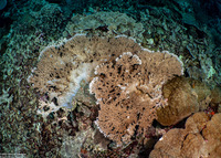 Acropora cytherea (Table Coral)