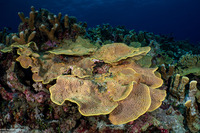 Turbinaria reniformis (Yellow Scroll Coral)