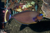 Naso vlamingii (Bignose Unicornfish)