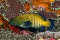 Cephalopholis argus (Peacock Grouper)