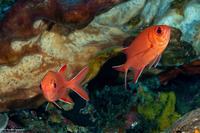 Myripristis vittata (Whitetip Soldierfish)