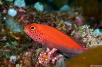 Paracirrhites forsteri (Freckled Hawkfish)
