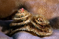 Spirobranchus sp.1 (Christmas Tree Worm)