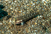Gnatholepis anjerensis (Eyebar Goby)