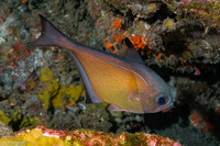 Pempheris vanicolensis (Vanikoro Sweeper)