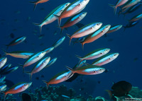 Pterocaesio tile (Bluestreak Fusilier)
