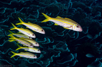 Mulloidichthys vanicolensis (Yellowfin Goatfish)