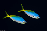 Caesio teres (Blue and Yellow Fusilier)