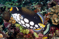 Balistoides conspicillum (Clown Triggerfish)