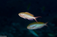 Lepidozygus tapeinosoma (Fusilier Damsel)