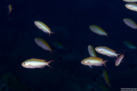 Lepidozygus tapeinosoma (Fusilier Damsel)