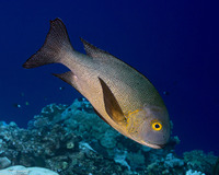 Macolor macularis (Midnight Snapper)