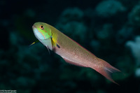 Thalassoma amblycephalum (Bluntheaded Wrasse)
