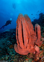 Xestospongia testudinaria (Barrel Sponge)