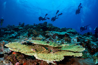 Acropora hyacinthus (Hyacinth Table Coral)