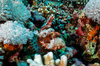 Scorpaenopsis oxycephala (Tasseled Scorpionfish)