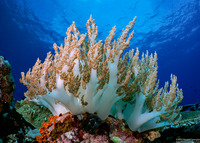 Litophyton arboreum (Litophyton Arboreum)