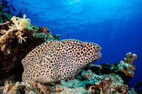 Gymnothorax favagineus (Honeycomb Moray)