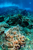 Sinularia sp.1 (Leather Coral)