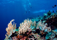 Litophyton arboreum (Litophyton Arboreum)