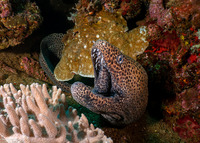 Gymnothorax favagineus (Honeycomb Moray)