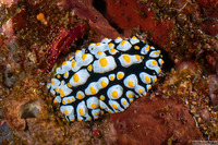 Phyllidia varicosa (Varicose Phyllidia)