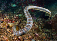 Laticauda semifasciata (Chinese Sea Snake)