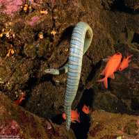 Laticauda semifasciata (Chinese Sea Snake)