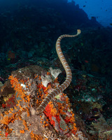 Laticauda semifasciata (Chinese Sea Snake)