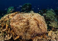 Heteractis crispa (Sebae Anemone)