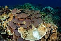Turbinaria reniformis (Yellow Scroll Coral)