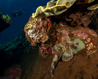 Scorpaenopsis oxycephala (Tasseled Scorpionfish)