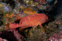 Cephalopholis leopardus (Leopard Grouper)