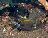 Acanthurus nigricauda (Blackstreak Surgeonfish)