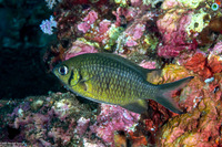 Chromis weberi (Weber's Chromis)