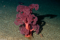 Umbellulifera sp.1 (Umbellulifera sp.1)