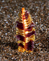 Virgularia sp.1 (Virgularia sp.1)